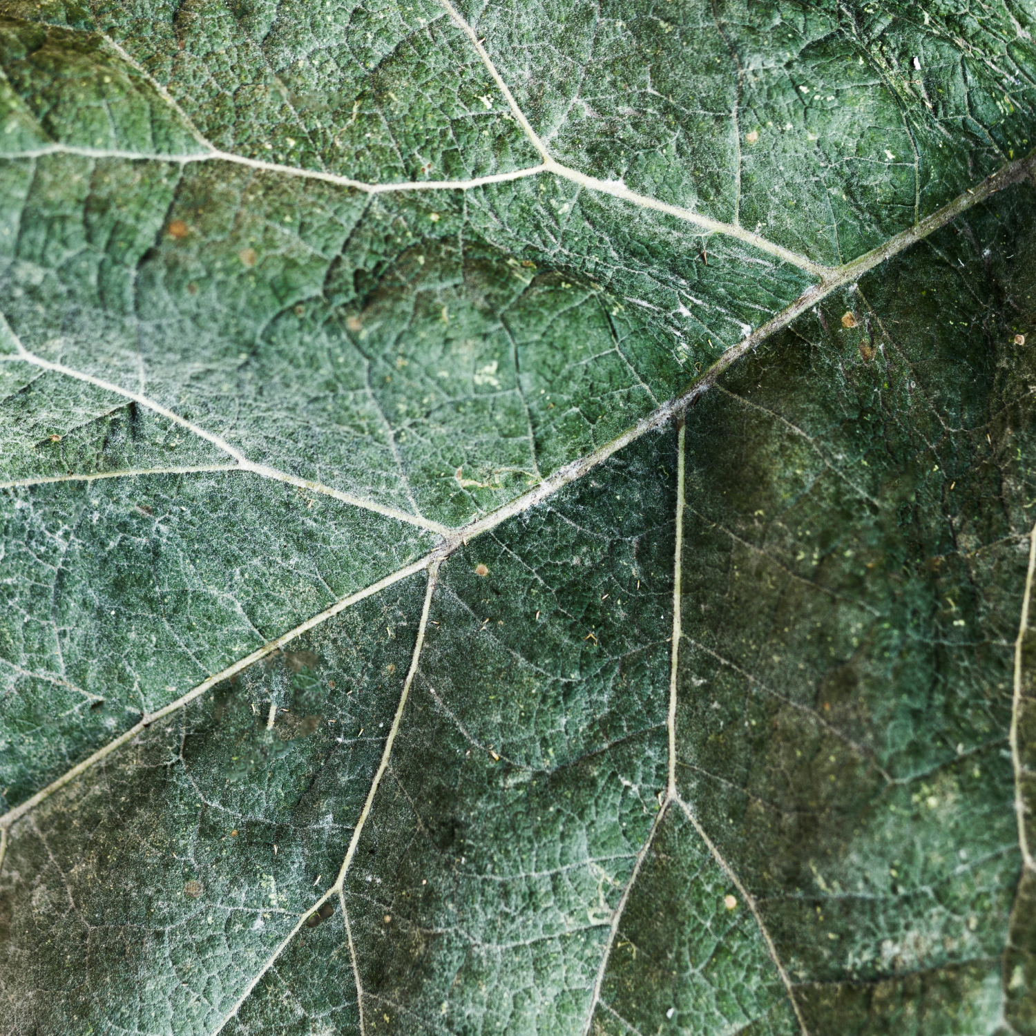 Self-Aligned Leadership: A 10-Session Journey Home to You
